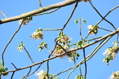 Beyaz Bombax ceiba çiçeği. Beyaz pamuk ağacı, Malabar pamuk ağacı, beyaz ipek pamuk ağacı, beyaz pamuk ağacı, beyaz ipek pamuk ağacı ve beyaz kapok..