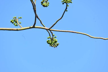 Beyaz Bombax ceiba çiçeği. Beyaz pamuk ağacı, Malabar pamuk ağacı, beyaz ipek pamuk ağacı, beyaz pamuk ağacı, beyaz ipek pamuk ağacı ve beyaz kapok..
