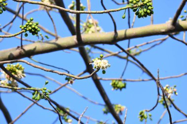 Beyaz Bombax ceiba çiçeği. Beyaz pamuk ağacı, Malabar pamuk ağacı, beyaz ipek pamuk ağacı, beyaz pamuk ağacı, beyaz ipek pamuk ağacı ve beyaz kapok..