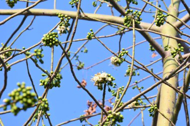 Beyaz Bombax ceiba çiçeği. Beyaz pamuk ağacı, Malabar pamuk ağacı, beyaz ipek pamuk ağacı, beyaz pamuk ağacı, beyaz ipek pamuk ağacı ve beyaz kapok..