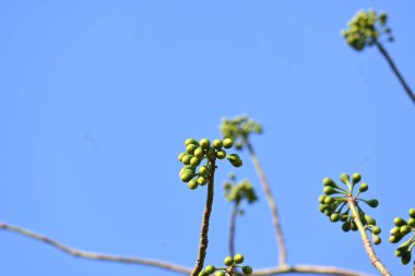 Beyaz Bombax ceiba çiçeği. Beyaz pamuk ağacı, Malabar pamuk ağacı, beyaz ipek pamuk ağacı, beyaz pamuk ağacı, beyaz ipek pamuk ağacı ve beyaz kapok..