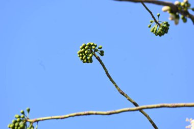 Beyaz Bombax ceiba çiçeği. Beyaz pamuk ağacı, Malabar pamuk ağacı, beyaz ipek pamuk ağacı, beyaz pamuk ağacı, beyaz ipek pamuk ağacı ve beyaz kapok..
