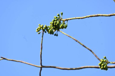 Beyaz Bombax ceiba çiçeği. Beyaz pamuk ağacı, Malabar pamuk ağacı, beyaz ipek pamuk ağacı, beyaz pamuk ağacı, beyaz ipek pamuk ağacı ve beyaz kapok..