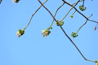 Beyaz Bombax ceiba çiçeği. Beyaz pamuk ağacı, Malabar pamuk ağacı, beyaz ipek pamuk ağacı, beyaz pamuk ağacı, beyaz ipek pamuk ağacı ve beyaz kapok..