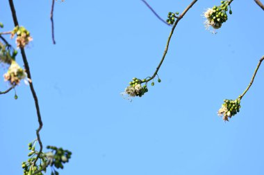 Beyaz Bombax ceiba çiçeği. Beyaz pamuk ağacı, Malabar pamuk ağacı, beyaz ipek pamuk ağacı, beyaz pamuk ağacı, beyaz ipek pamuk ağacı ve beyaz kapok..