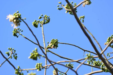 Beyaz Bombax ceiba çiçeği. Beyaz pamuk ağacı, Malabar pamuk ağacı, beyaz ipek pamuk ağacı, beyaz pamuk ağacı, beyaz ipek pamuk ağacı ve beyaz kapok..