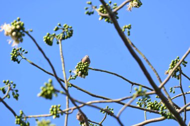 Beyaz Bombax ceiba çiçeği. Beyaz pamuk ağacı, Malabar pamuk ağacı, beyaz ipek pamuk ağacı, beyaz pamuk ağacı, beyaz ipek pamuk ağacı ve beyaz kapok..