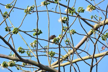 Beyaz Bombax ceiba çiçeği. Beyaz pamuk ağacı, Malabar pamuk ağacı, beyaz ipek pamuk ağacı, beyaz pamuk ağacı, beyaz ipek pamuk ağacı ve beyaz kapok..