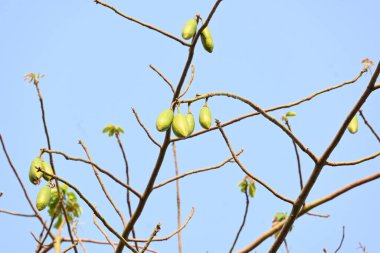 Beyaz Bombax ceiba meyveleri. Beyaz pamuk ağacı, Malabar pamuk ağacı, beyaz ipek pamuk ağacı, beyaz pamuk ağacı, beyaz ipek pamuk ağacı ve beyaz kapok..