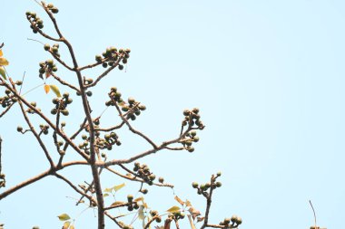 Bombax ceiba çiçek tomurcukları. Yaygın adı, Malabar ipek pamuk ağacı, kırmızı ipek pamuk ağacı, kırmızı pamuk ağacı, ipek pamuk ağacı ve kapok..