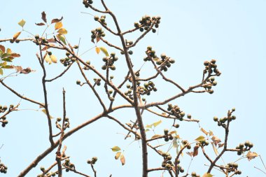 Bombax ceiba çiçek tomurcukları. Yaygın adı, Malabar ipek pamuk ağacı, kırmızı ipek pamuk ağacı, kırmızı pamuk ağacı, ipek pamuk ağacı ve kapok..