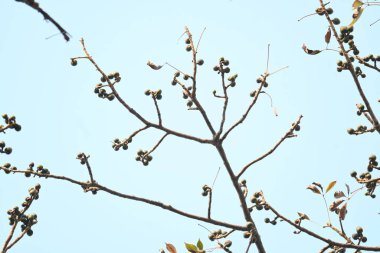 Bombax ceiba çiçek tomurcukları. Yaygın adı, Malabar ipek pamuk ağacı, kırmızı ipek pamuk ağacı, kırmızı pamuk ağacı, ipek pamuk ağacı ve kapok..