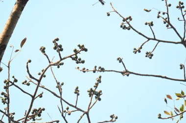 Bombax ceiba çiçek tomurcukları. Yaygın adı, Malabar ipek pamuk ağacı, kırmızı ipek pamuk ağacı, kırmızı pamuk ağacı, ipek pamuk ağacı ve kapok..