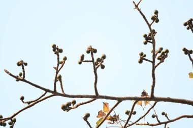 Bombax ceiba çiçek tomurcukları. Yaygın adı, Malabar ipek pamuk ağacı, kırmızı ipek pamuk ağacı, kırmızı pamuk ağacı, ipek pamuk ağacı ve kapok..