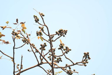 Bombax ceiba çiçek tomurcukları. Yaygın adı, Malabar ipek pamuk ağacı, kırmızı ipek pamuk ağacı, kırmızı pamuk ağacı, ipek pamuk ağacı ve kapok..