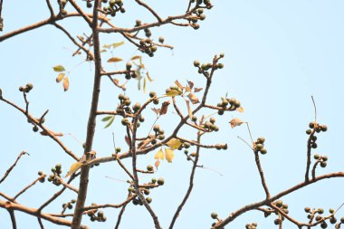 Bombax ceiba çiçek tomurcukları. Yaygın adı, Malabar ipek pamuk ağacı, kırmızı ipek pamuk ağacı, kırmızı pamuk ağacı, ipek pamuk ağacı ve kapok..