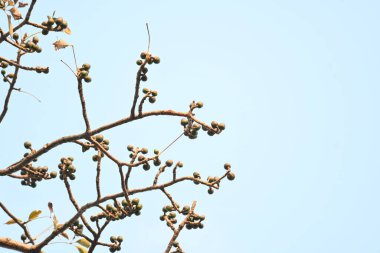 Bombax ceiba çiçek tomurcukları. Yaygın adı, Malabar ipek pamuk ağacı, kırmızı ipek pamuk ağacı, kırmızı pamuk ağacı, ipek pamuk ağacı ve kapok..
