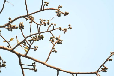 Bombax ceiba çiçek tomurcukları. Yaygın adı, Malabar ipek pamuk ağacı, kırmızı ipek pamuk ağacı, kırmızı pamuk ağacı, ipek pamuk ağacı ve kapok..