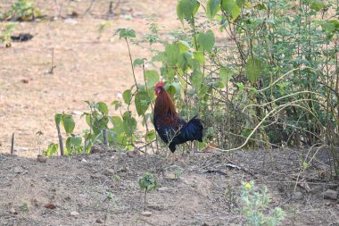 Kızıl orman kuşu ya da Gallus Gallus. Yaygın adı Kızılderili kızıl orman kuşları kara kümes hayvanı. Evcil kırmızı bir erkek tavuk serbestçe dolaşıyor. Et için yetiştirilir..