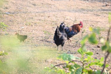Kızıl orman kuşu ya da Gallus Gallus. Yaygın adı Kızılderili kızıl orman kuşları kara kümes hayvanı. Evcil kırmızı bir erkek tavuk serbestçe dolaşıyor. Et için yetiştirilir..