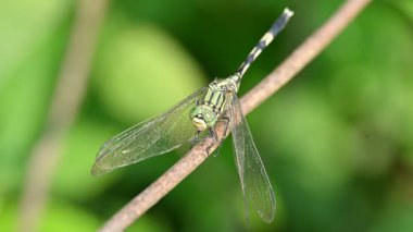 Orthetrum Sabina Yusufçuğu. Yaygın adları; ince kaypak ve yeşil bataklık şahini. Bu, Libellulidae familyasından bir yusufçuk türü.. 