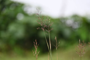 Krisopogon aciculatus otu çiçeği. Çimenlerin, Asya 'nın, Polinezya' nın ve Avustralya 'nın tropikleri. Yaygın adları amorseco, daha az mızrak otu, Mackie haşere, pilipiliula ve grama amorosa..