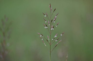 Krisopogon aciculatus otu çiçeği. Çimenlerin, Asya 'nın, Polinezya' nın ve Avustralya 'nın tropikleri. Yaygın adları amorseco, daha az mızrak otu, Mackie haşere, pilipiliula ve grama amorosa..