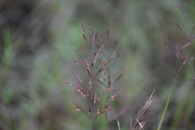 Krisopogon aciculatus otu çiçeği. Çimenlerin, Asya 'nın, Polinezya' nın ve Avustralya 'nın tropikleri. Yaygın adları amorseco, daha az mızrak otu, Mackie haşere, pilipiliula ve grama amorosa..