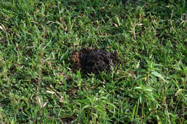 İnek gübresi bok böcekleri tarafından yenildi ve toprak içeriden çıkarıldı. Benzer şekilde, inek gübresi toprakla karışınca toprağın verimliliği artar..