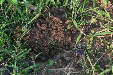 İnek gübresi bok böcekleri tarafından yenildi ve toprak içeriden çıkarıldı. Benzer şekilde, inek gübresi toprakla karışınca toprağın verimliliği artar..