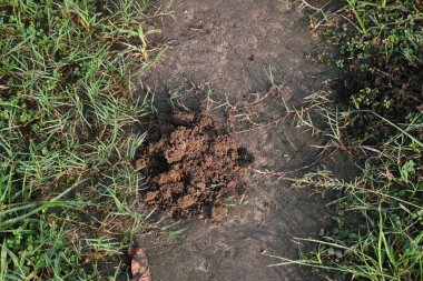 İnek gübresi bok böcekleri tarafından yenildi ve toprak içeriden çıkarıldı. Benzer şekilde, inek gübresi toprakla karışınca toprağın verimliliği artar..