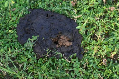İnek gübresi bok böcekleri tarafından yenildi ve toprak içeriden çıkarıldı. Benzer şekilde, inek gübresi toprakla karışınca toprağın verimliliği artar..