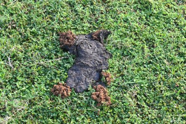 İnek gübresi bok böcekleri tarafından yenildi ve toprak içeriden çıkarıldı. Benzer şekilde, inek gübresi toprakla karışınca toprağın verimliliği artar..