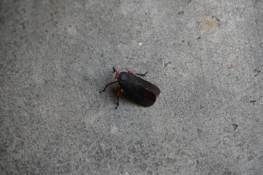 Kalidasa albiflos planthopper. Bu, Hindistan 'da Fulgoridaefound familyasındaki bir gezegen türü. Daha önce Kalidasa lanata olarak biliniyordu..