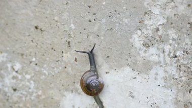 Taniklamys indica veya boynuzlu salyangoz. Ariophantidae familyasındaki hava soluyan salyangoz, aterrestriyal pulmonategastropodmollusk 'un özellikleridir. Kara salyangozu.