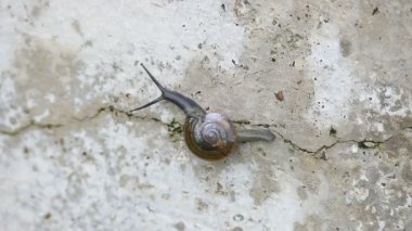 Taniklamys indica veya boynuzlu salyangoz. Ariophantidae familyasındaki hava soluyan salyangoz, aterrestriyal pulmonategastropodmollusk 'un özellikleridir. Kara salyangozu.