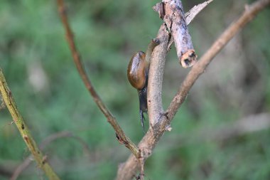 Taniklamys indica veya boynuzlu salyangoz. Ariophantidae familyasındaki hava soluyan salyangoz, aterrestriyal pulmonategastropodmollusk 'un özellikleridir. Kara salyangozu.