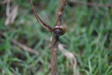 Taniklamys indica veya boynuzlu salyangoz. Ariophantidae familyasındaki hava soluyan salyangoz, aterrestriyal pulmonategastropodmollusk 'un özellikleridir. Kara salyangozu.