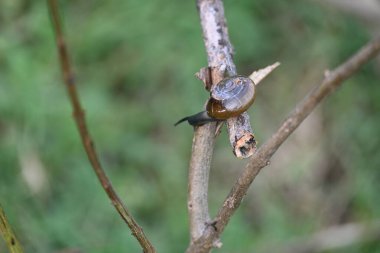Taniklamys indica veya boynuzlu salyangoz. Ariophantidae familyasındaki hava soluyan salyangoz, aterrestriyal pulmonategastropodmollusk 'un özellikleridir. Kara salyangozu.