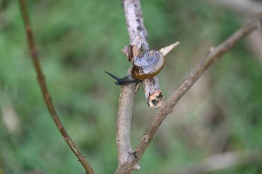 Taniklamys indica veya boynuzlu salyangoz. Ariophantidae familyasındaki hava soluyan salyangoz, aterrestriyal pulmonategastropodmollusk 'un özellikleridir. Kara salyangozu.