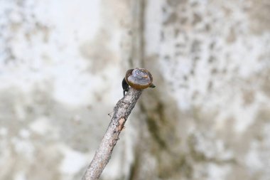 Taniklamys indica veya boynuzlu salyangoz. Ariophantidae familyasındaki hava soluyan salyangoz, aterrestriyal pulmonategastropodmollusk 'un özellikleridir. Kara salyangozu.