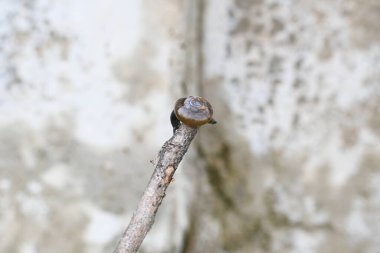 Taniklamys indica veya boynuzlu salyangoz. Ariophantidae familyasındaki hava soluyan salyangoz, aterrestriyal pulmonategastropodmollusk 'un özellikleridir. Kara salyangozu.