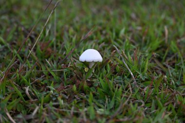 Tütsülenmiş mantar. Olgun ya da temas halinde patlayan bir topun etrafındaki bölgeye toz benzeri bir spor bulutu saldığı bir tür tatminsiz durumdur. yenilebilir değil.
