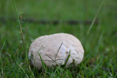 Tütsülenmiş mantar. Olgun ya da temas halinde patlayan bir topun etrafındaki bölgeye toz benzeri bir spor bulutu saldığı bir tür tatminsiz durumdur. yenilebilir değil.