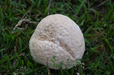 Tütsülenmiş mantar. Olgun ya da temas halinde patlayan bir topun etrafındaki bölgeye toz benzeri bir spor bulutu saldığı bir tür tatminsiz durumdur. yenilebilir değil.