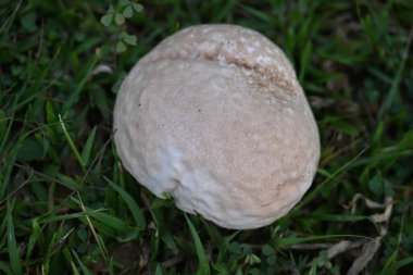 Tütsülenmiş mantar. Olgun ya da temas halinde patlayan bir topun etrafındaki bölgeye toz benzeri bir spor bulutu saldığı bir tür tatminsiz durumdur. yenilebilir değil.