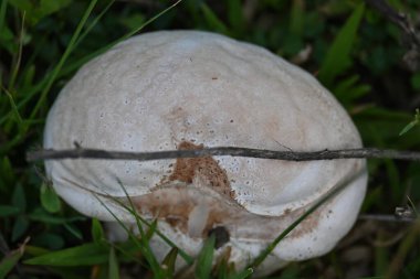 Tütsülenmiş mantar. Olgun ya da temas halinde patlayan bir topun etrafındaki bölgeye toz benzeri bir spor bulutu saldığı bir tür tatminsiz durumdur. yenilebilir değil.