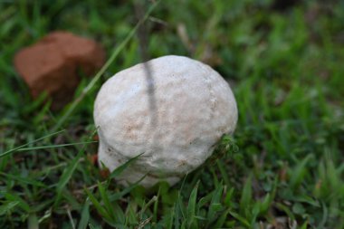 Tütsülenmiş mantar. Olgun ya da temas halinde patlayan bir topun etrafındaki bölgeye toz benzeri bir spor bulutu saldığı bir tür tatminsiz durumdur. yenilebilir değil.