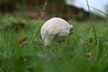 Tütsülenmiş mantar. Olgun ya da temas halinde patlayan bir topun etrafındaki bölgeye toz benzeri bir spor bulutu saldığı bir tür tatminsiz durumdur. yenilebilir değil.
