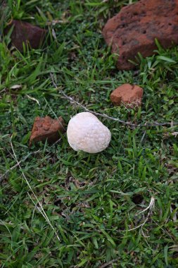 Tütsülenmiş mantar. Olgun ya da temas halinde patlayan bir topun etrafındaki bölgeye toz benzeri bir spor bulutu saldığı bir tür tatminsiz durumdur. yenilebilir değil.